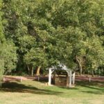History Seek Saturdays: Historic Trees of Bulloch Hall