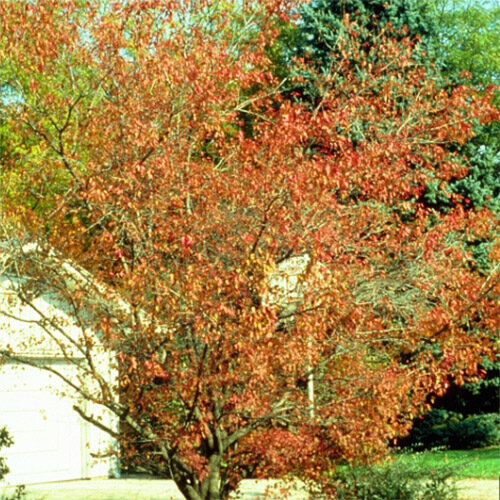 Garden Lecture Series: Fall - The Best Time to Plant Trees
