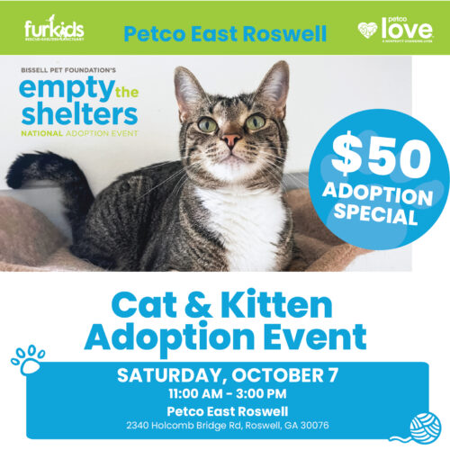 Furkids Cat & Kitten Adoption Event!